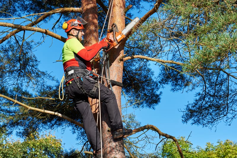 Hawthorn Woods, Illinois Tree Service