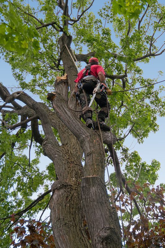 long-grove-il-tree-pruning
